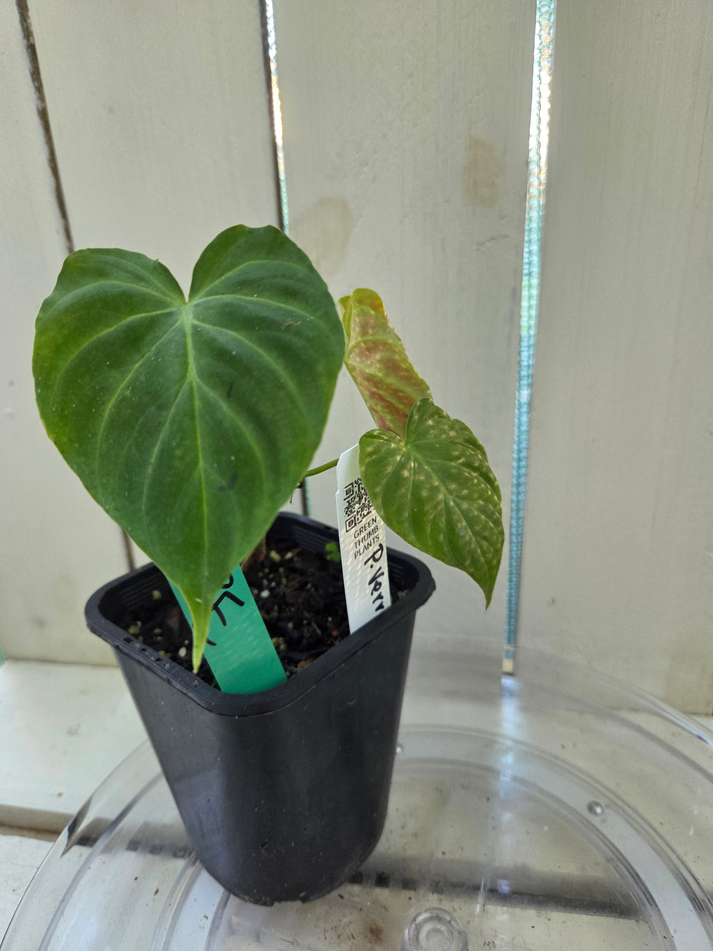Philodendron Verracosum velvety leaf climbing aroid