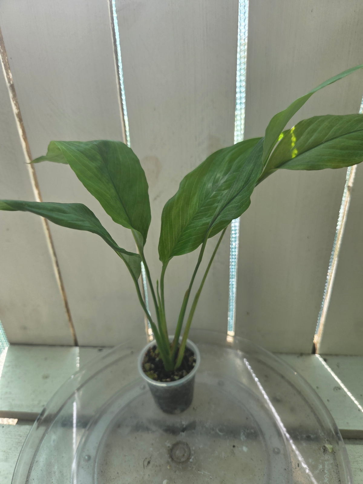 Spathiphyllum Platinum Mist Baby Botanics
