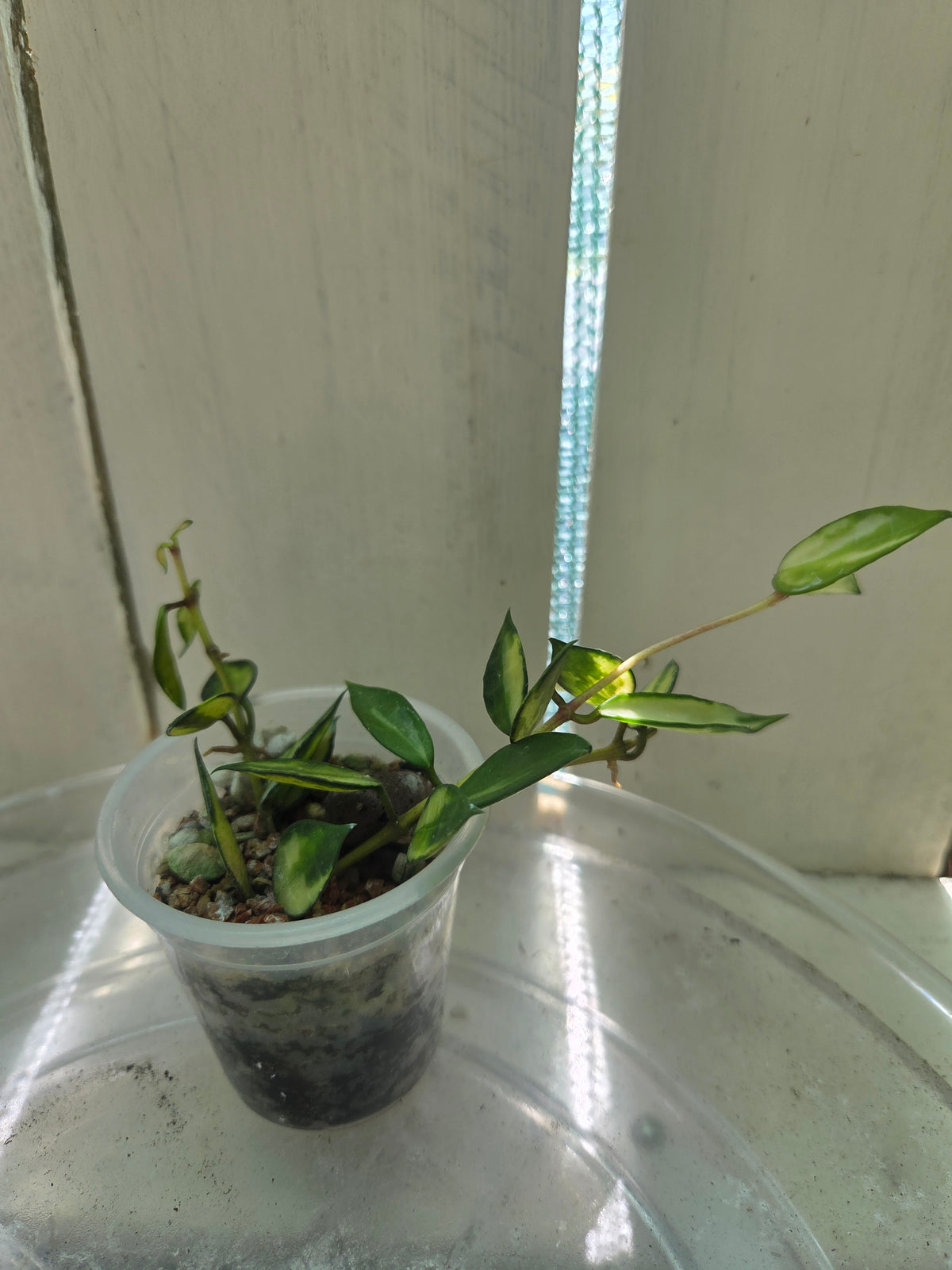 Hoya Lacunosa inner variegata Baby Botanics