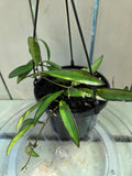 Hoya Wayettii Dark Edge
