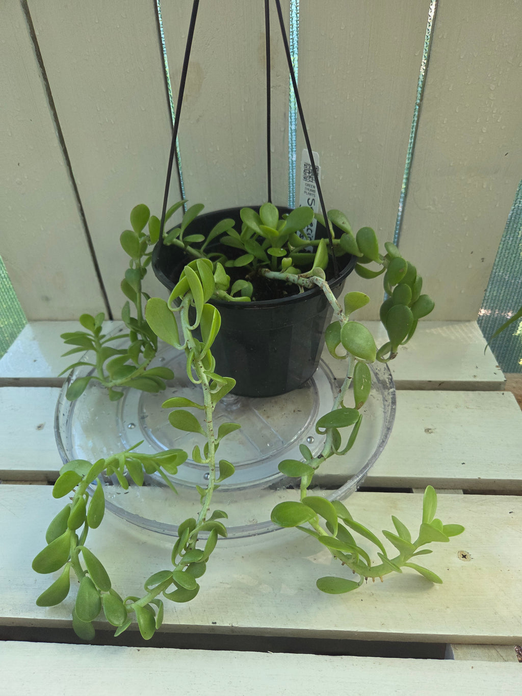 Seneco Jacobsenii aka trailing jade