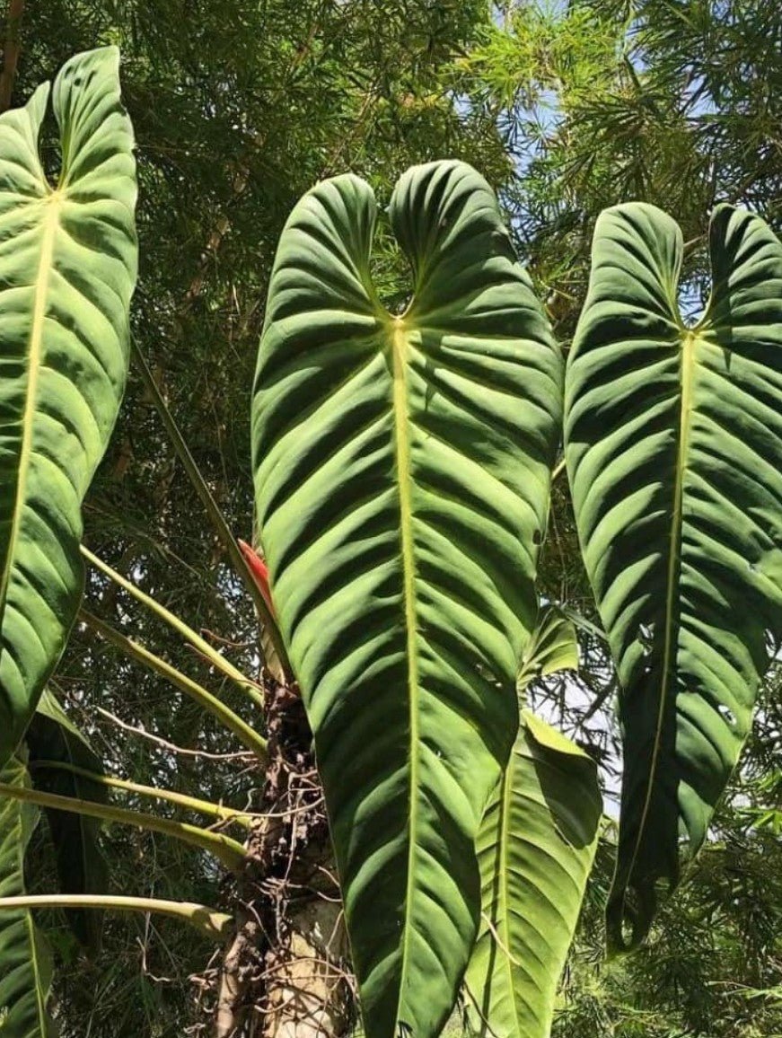 Philodendron Esmeraldense rare indoor plant ripple leaves