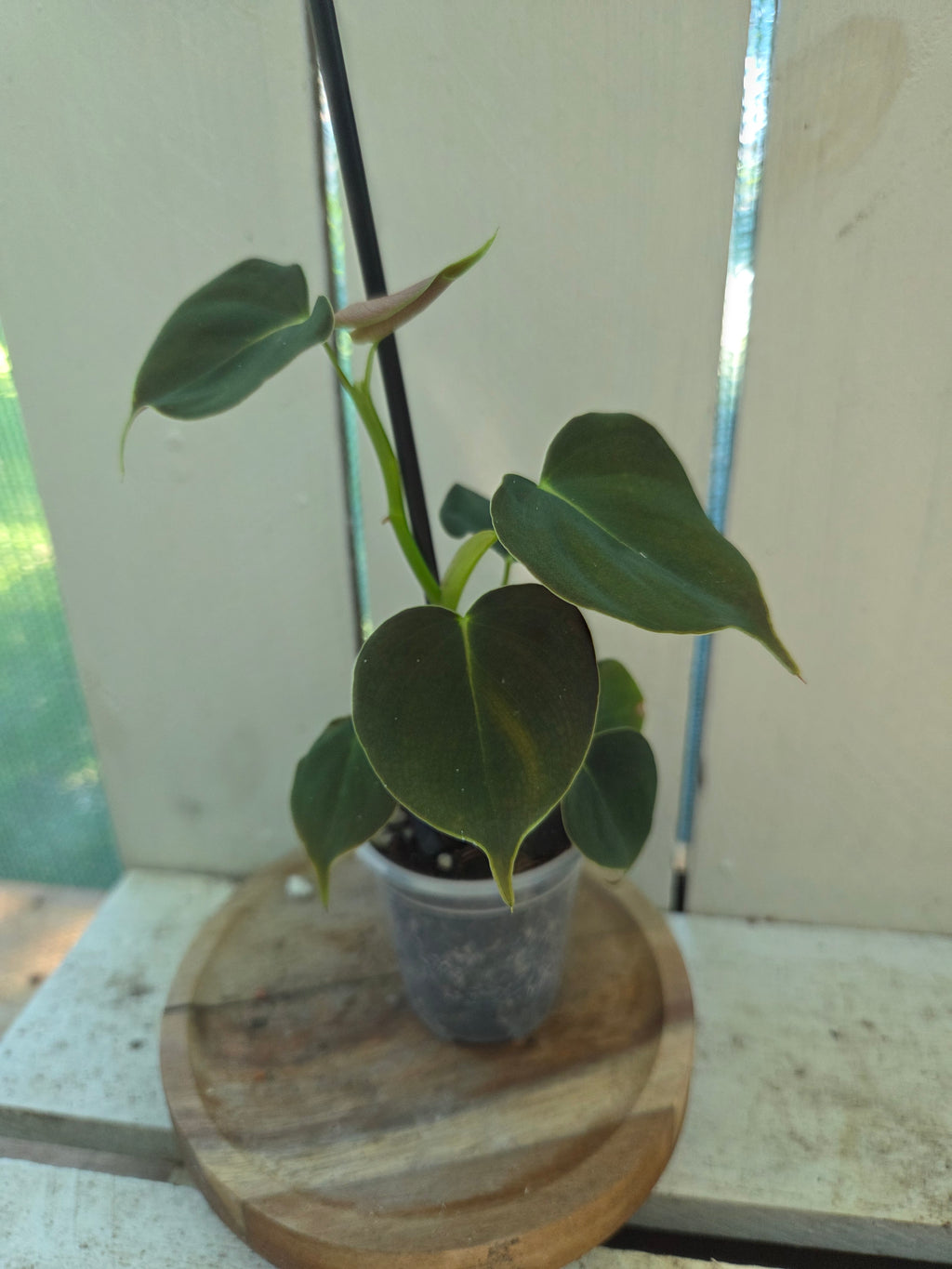 Philodendron Lupinum velvety heart shaped leaves