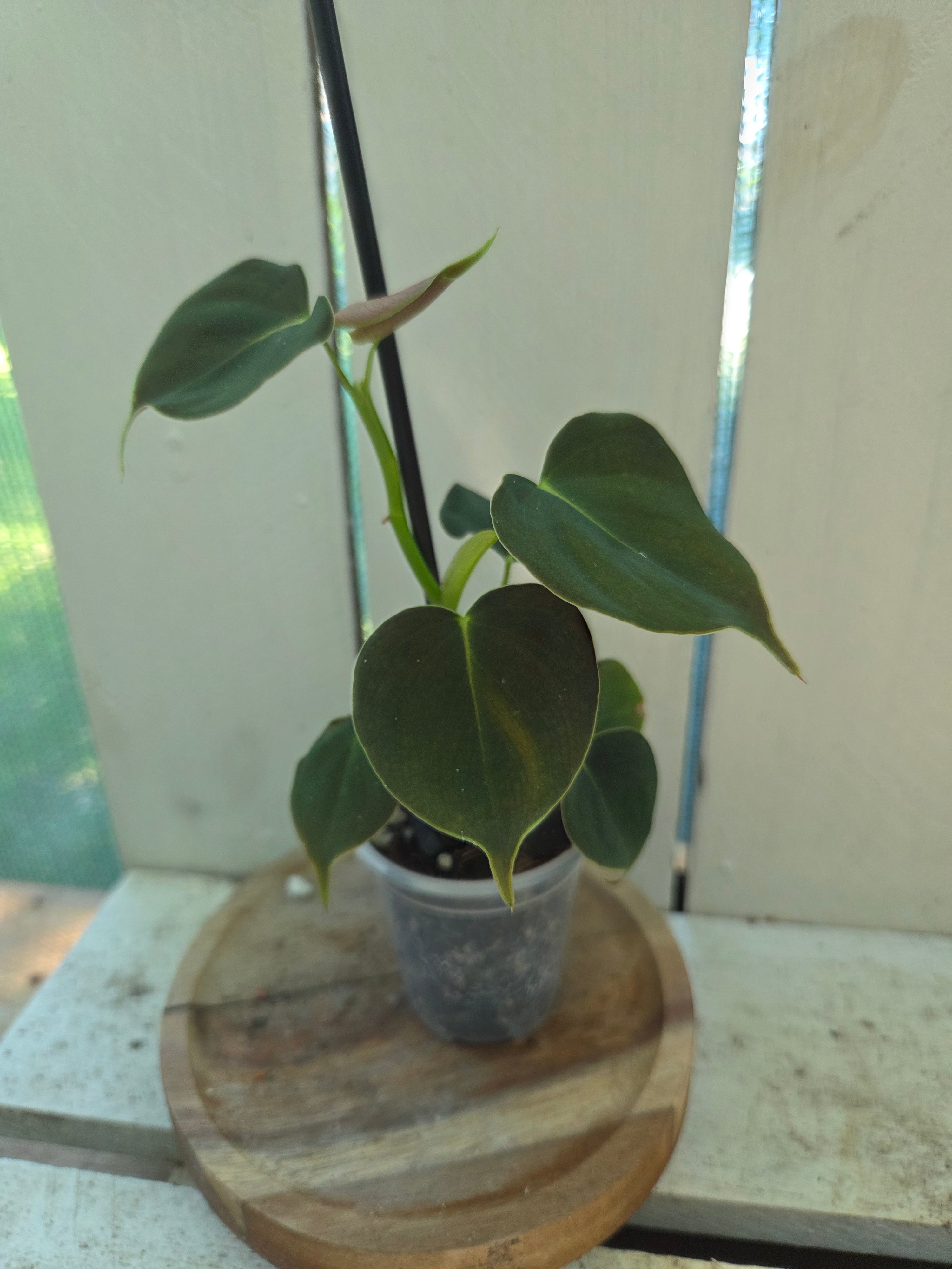 Philodendron Lupinum velvety heart shaped leaves