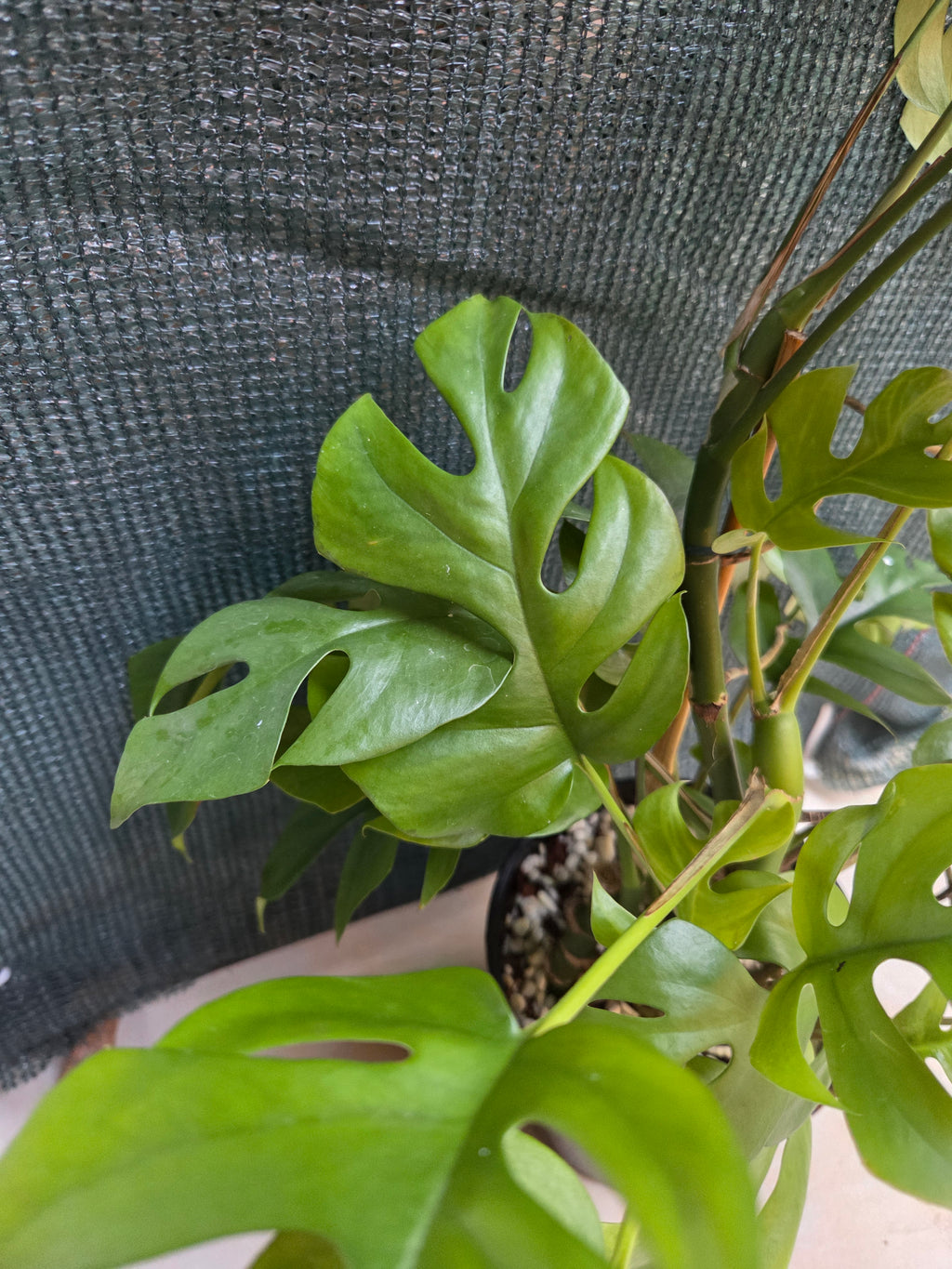 Rhaphidophora Tetrasperma multi planted