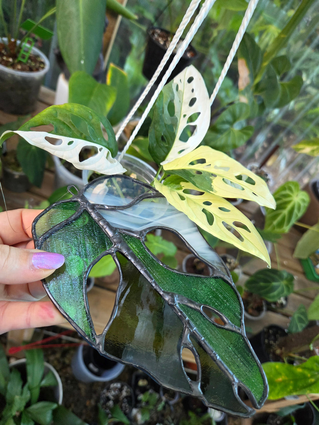 Leadlight / stained glass sun catcher Variegated Monstera adansonii leaf handcrafted one off piece