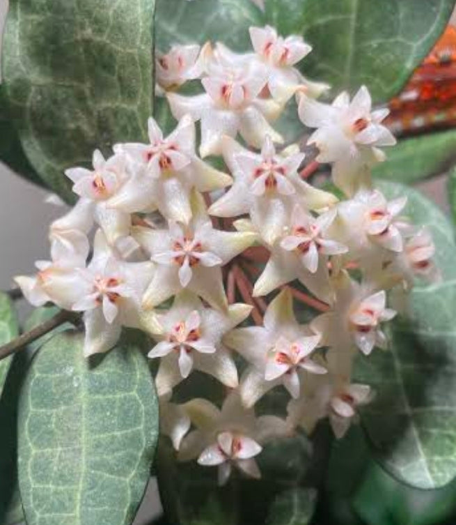Hoya Eliptica veiny foliage - Striking leaves
