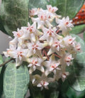 Hoya Eliptica veiny foliage - Striking leaves