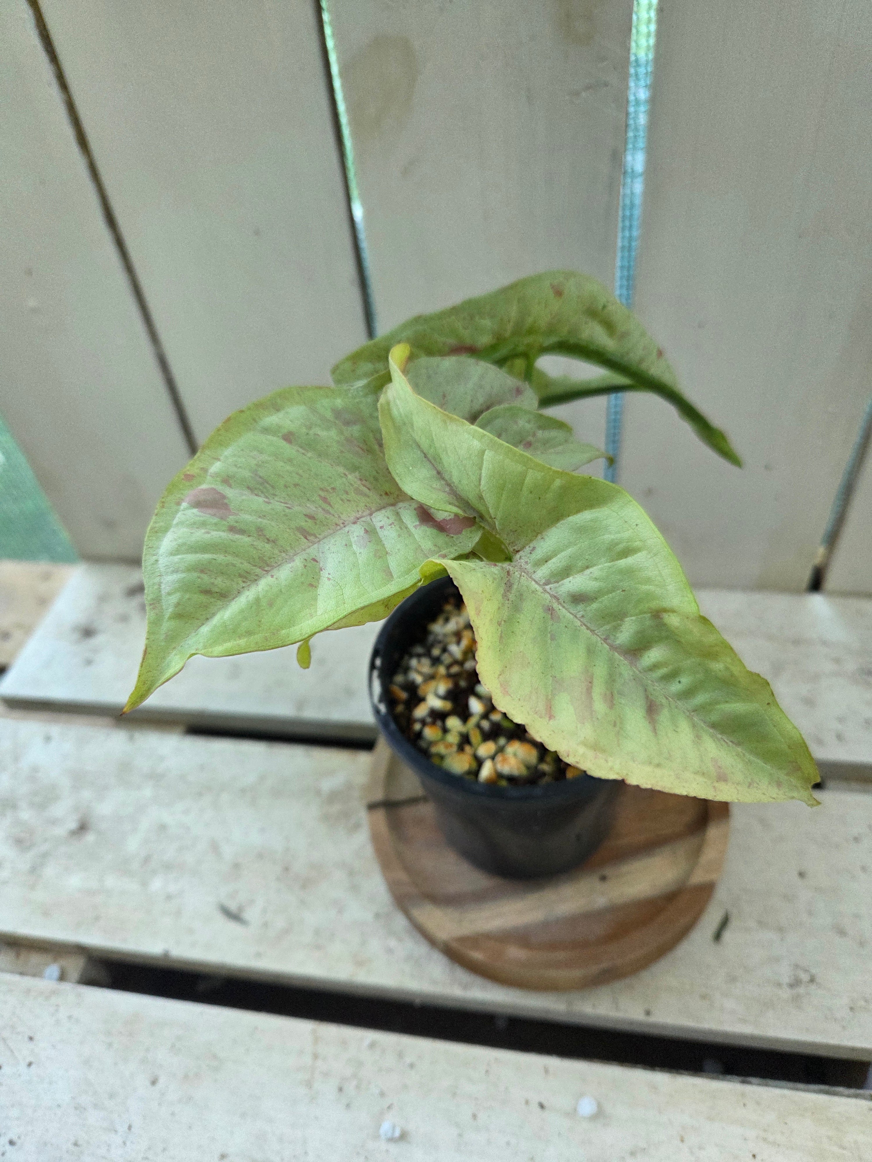 Syngonium Confetti 🎊 variegated indoor plant 90 mm pot