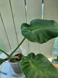 Philodendron Rugosum aberrant form aka Sow Ears