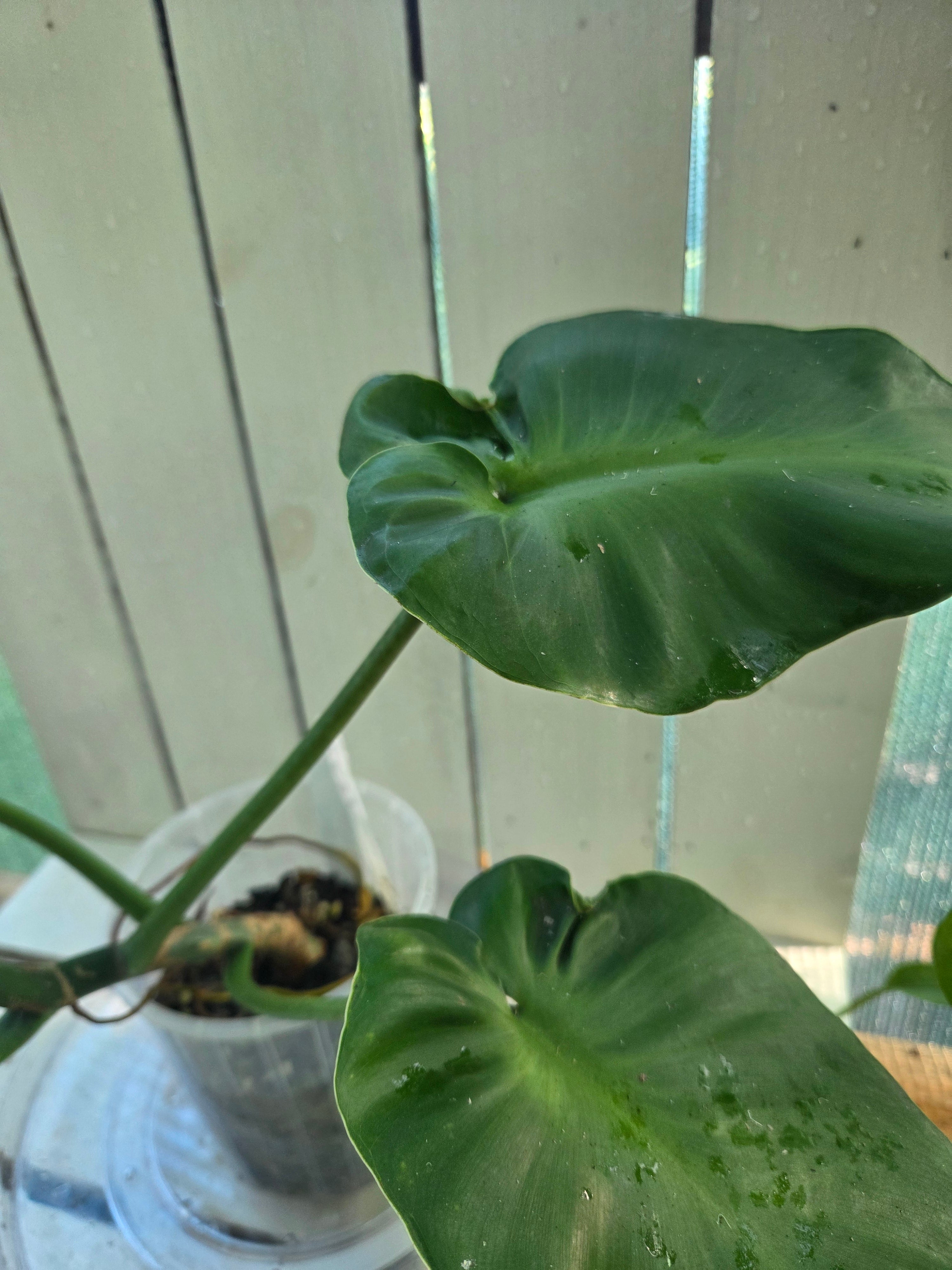 Philodendron Rugosum aberrant form aka Sow Ears