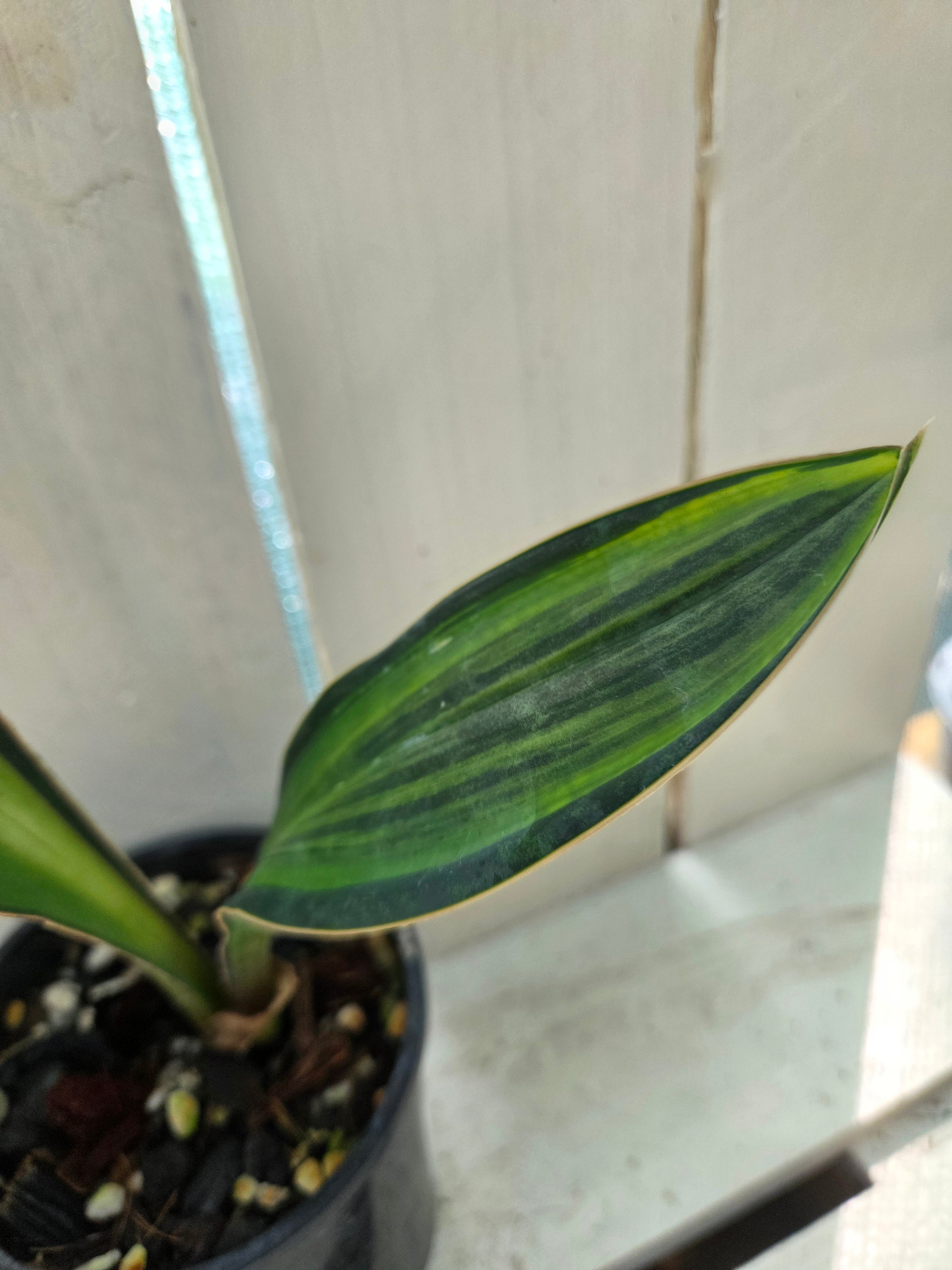 Sansevieria Masoniana Yellow Variegated -  aka Whale Fin