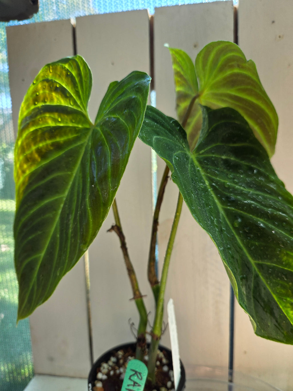Philodendron Splendid