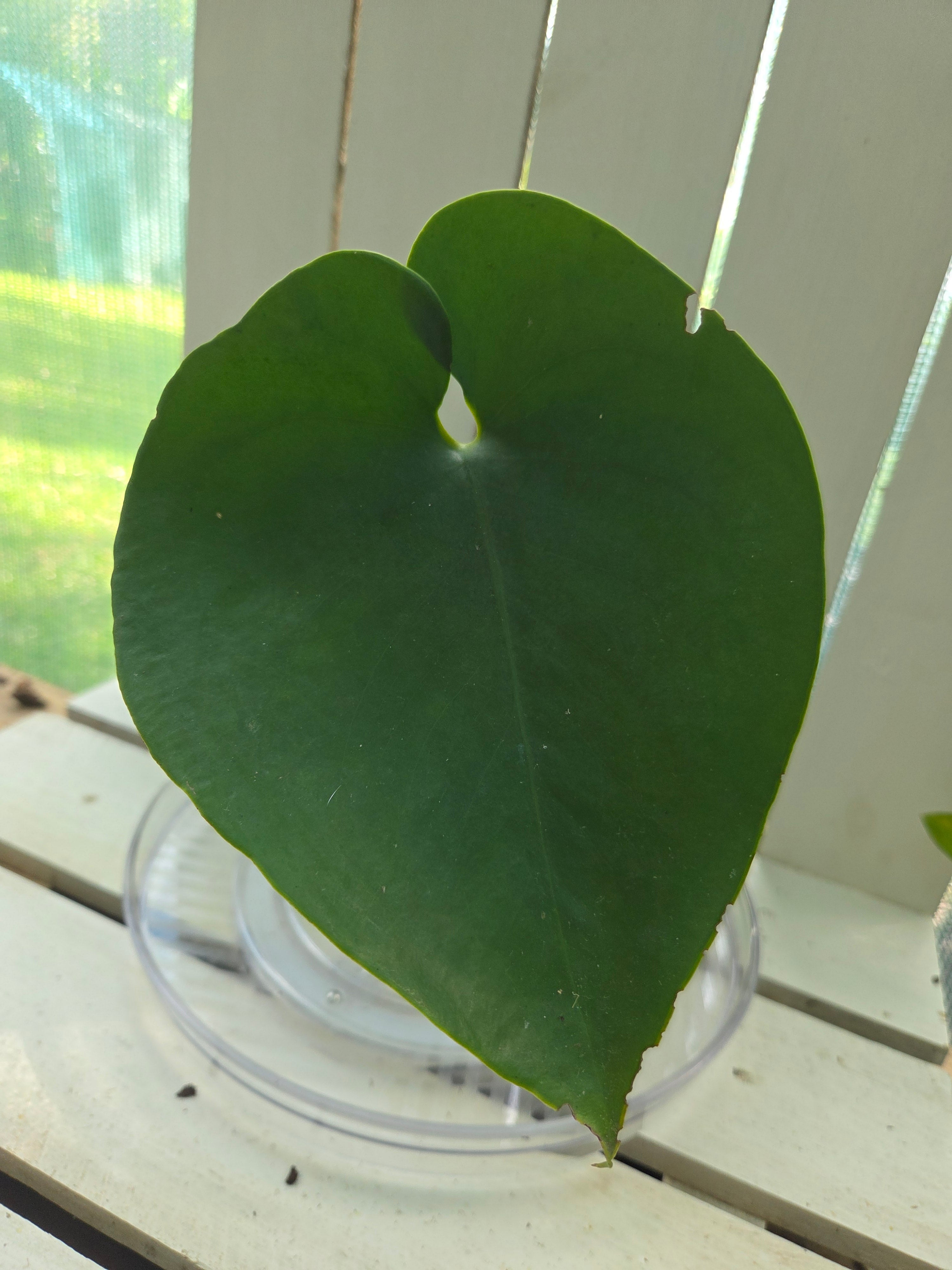 Amydrium Humile- Heart shaped creeping aroid