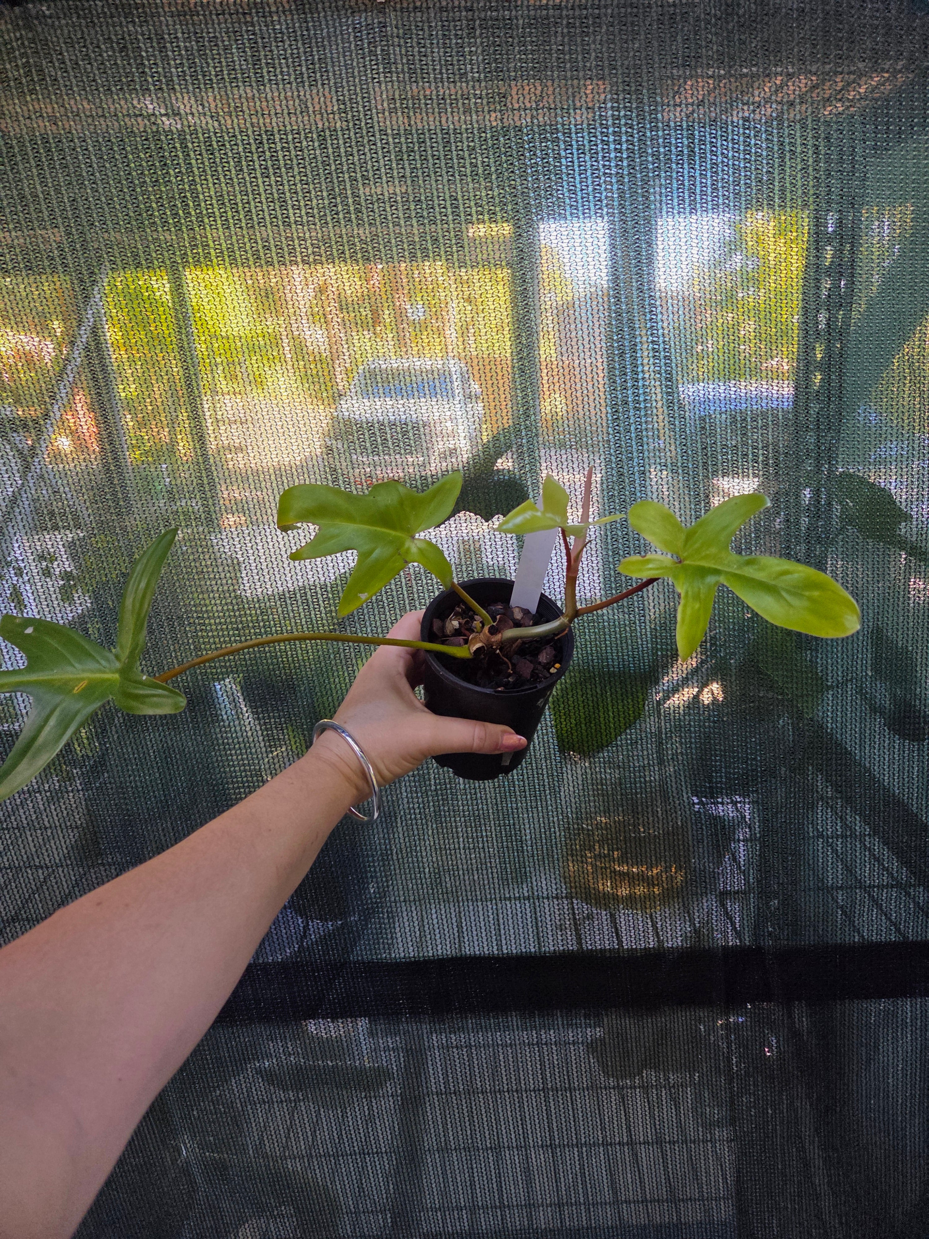 Philodendron Florida Ghost