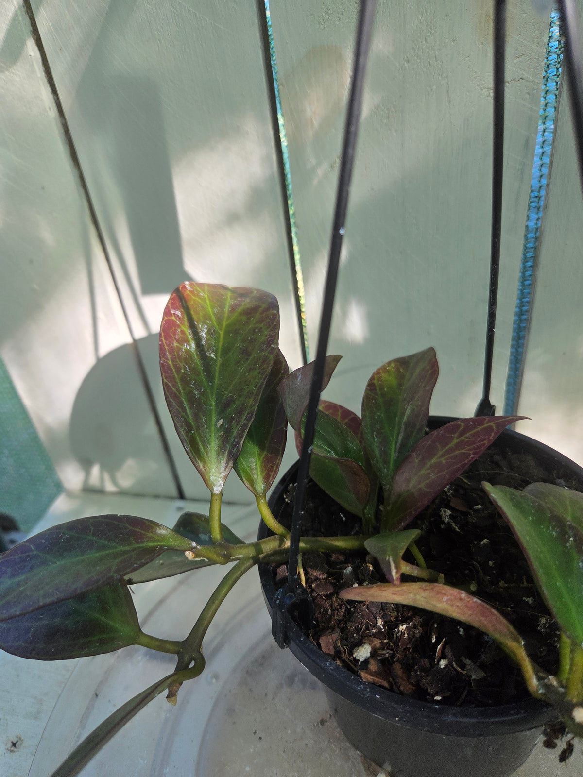 Hoya Sunrise sun stressed plant