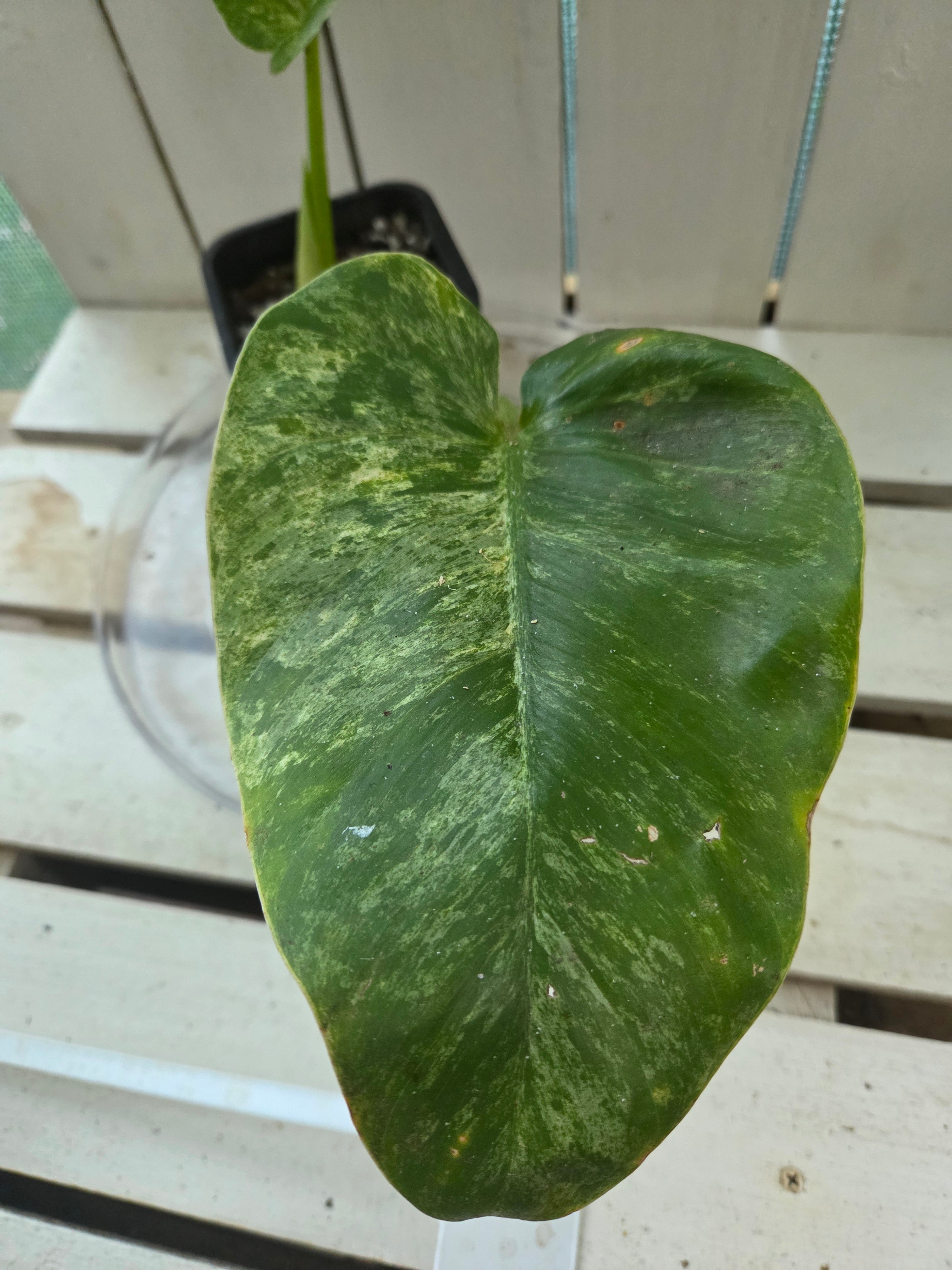 Philodendron blizzard giganteum Rare Variegated plant