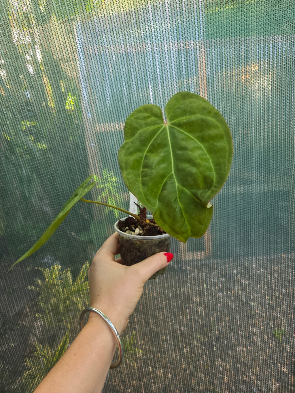 Anthurium Veitchii x Crystallinum indoor / Shade plant RARE