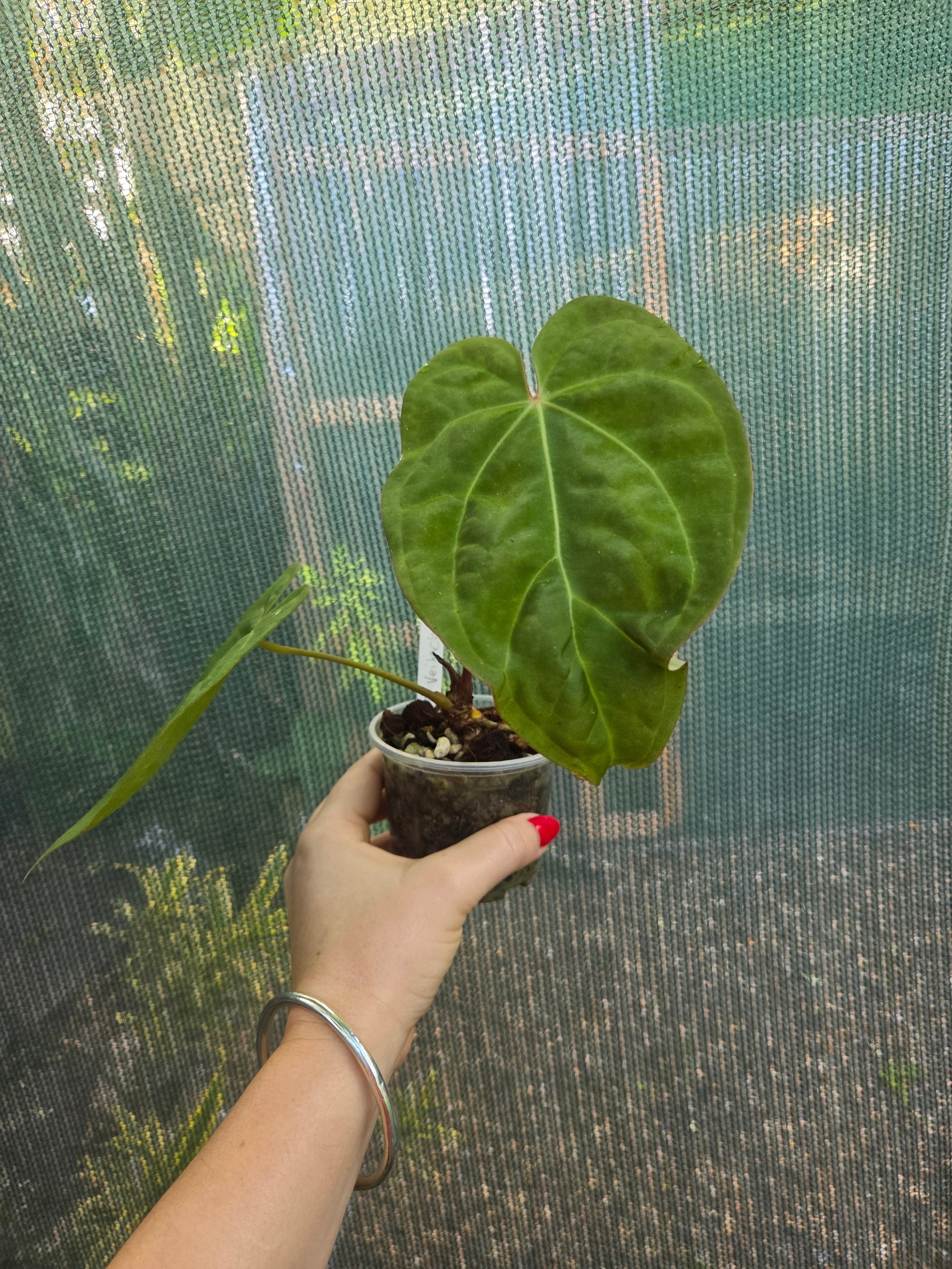 Anthurium Veitchii x Crystallinum indoor / Shade plant RARE