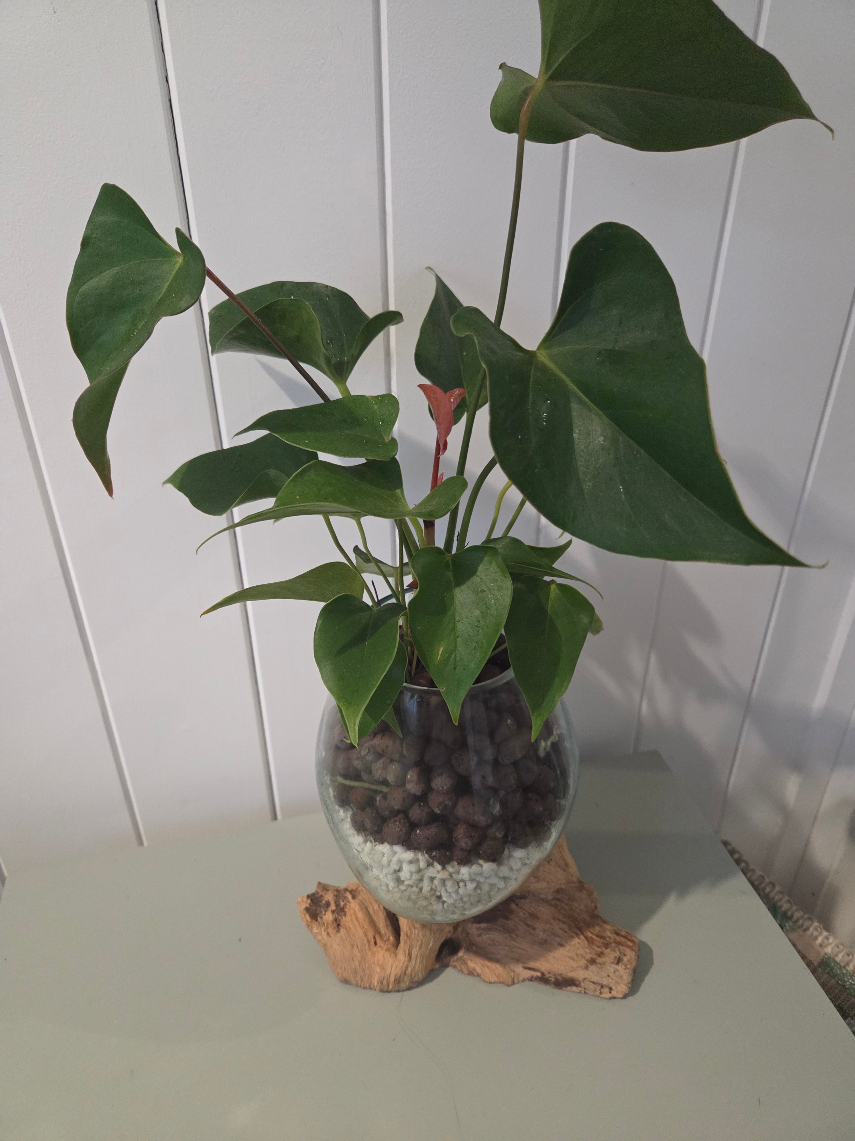 Slumped Glass Bowl on Tree Root Hydroponic Indoor Plant - Anthurium