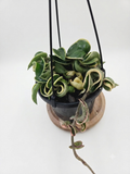 Hoya compacta outside variegation aka Indian Rope Variegata