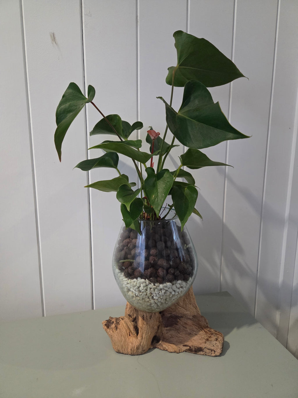 Slumped Glass Bowl on Tree Root Hydroponic Indoor Plant - Anthurium