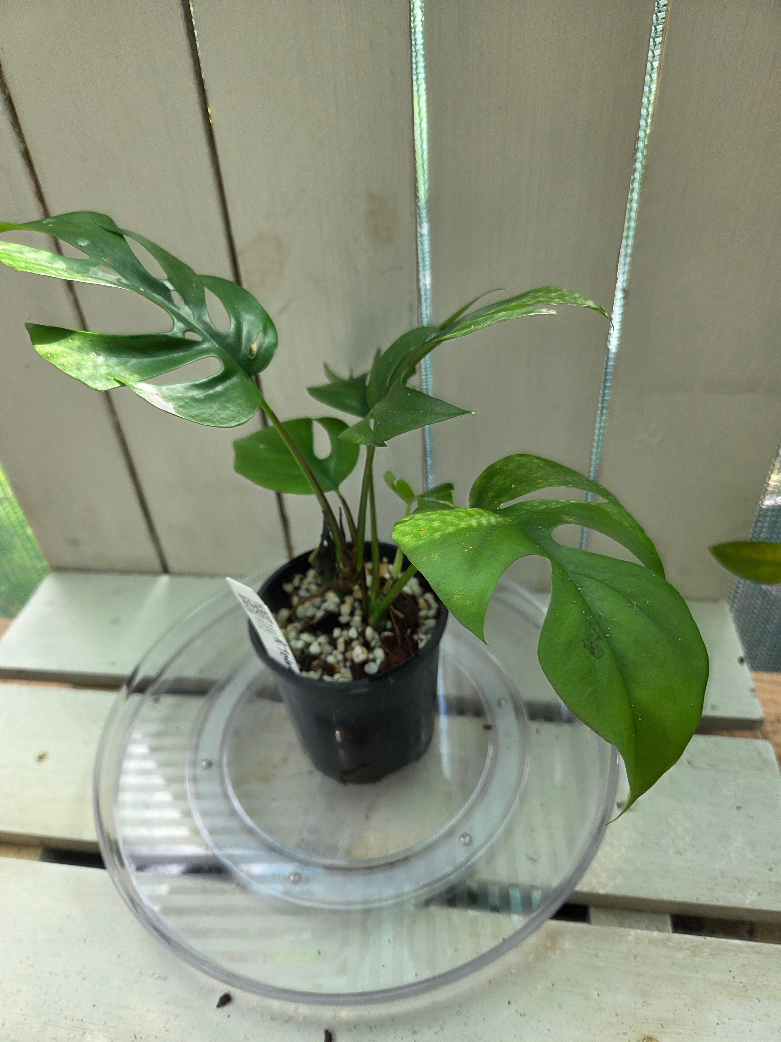 Rhaphidophora Tetrasperma small
