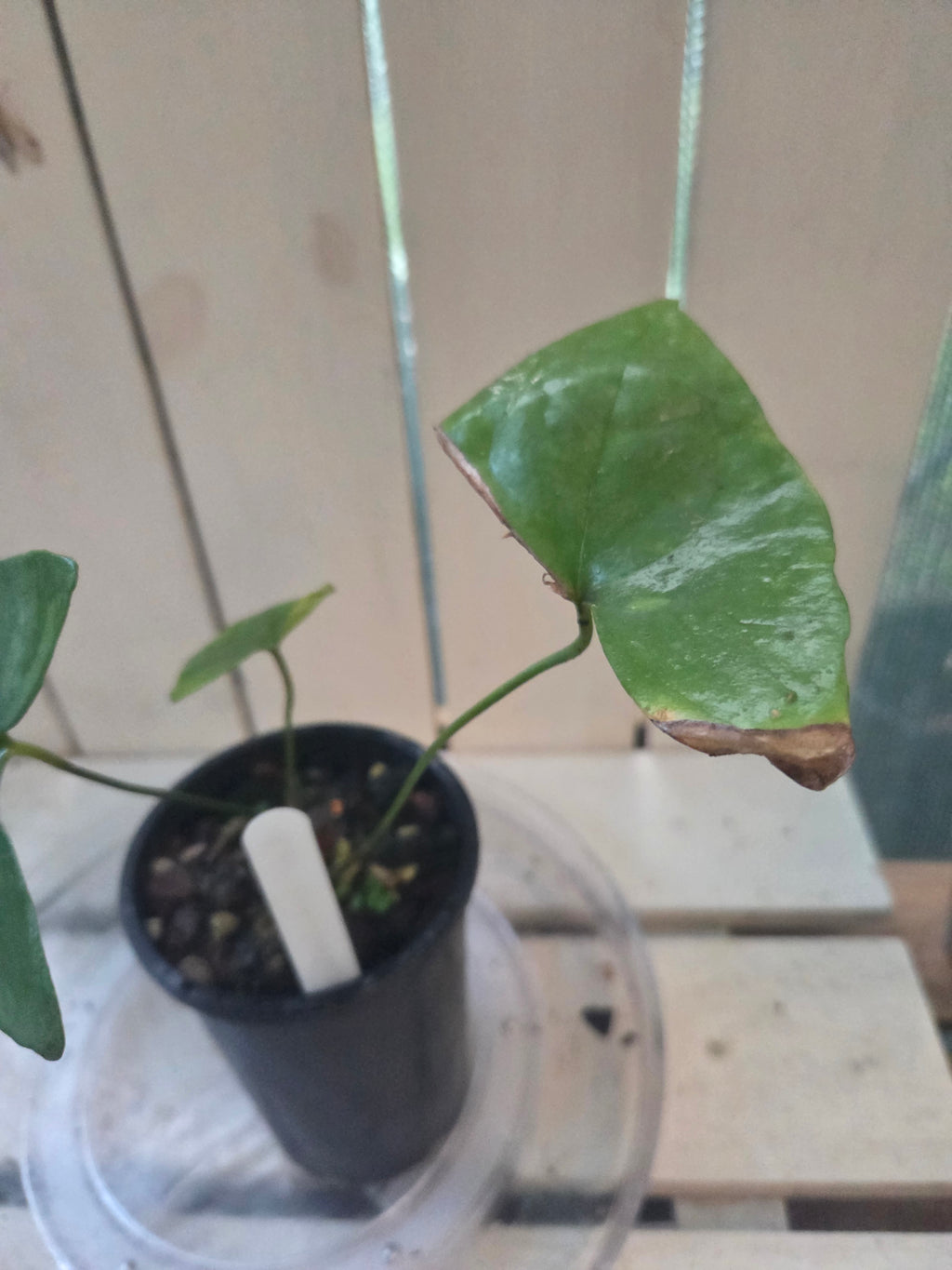 Anthurium Berriozabalense hard to come by unique collectors plant NON TC