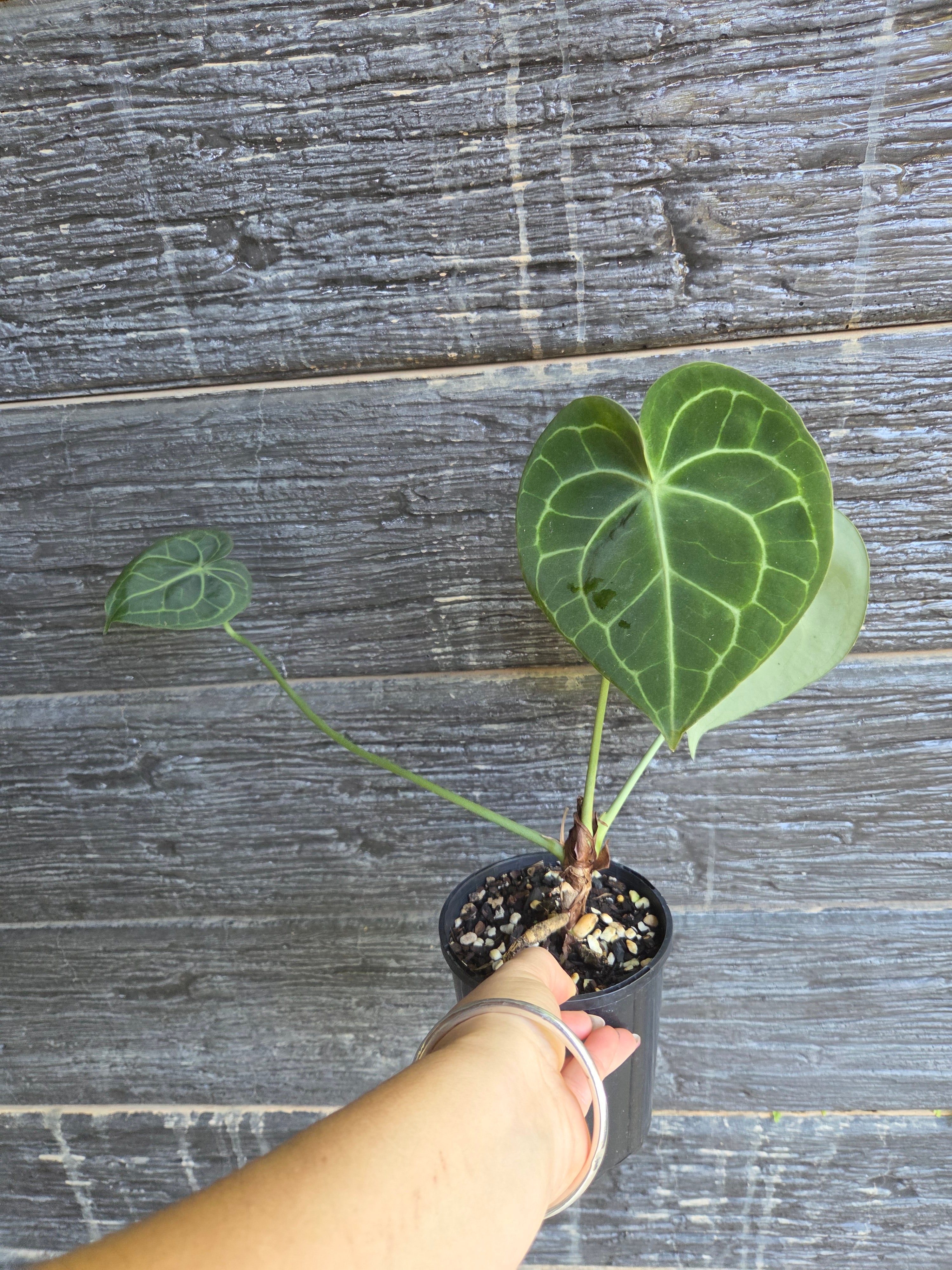Anthurium Clarinervium