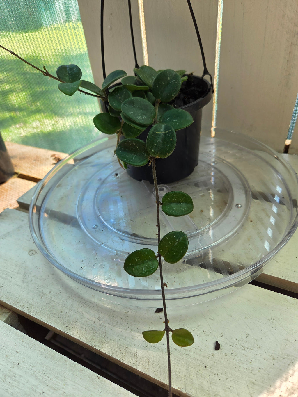 Hoya Mathilde 'Splash'
