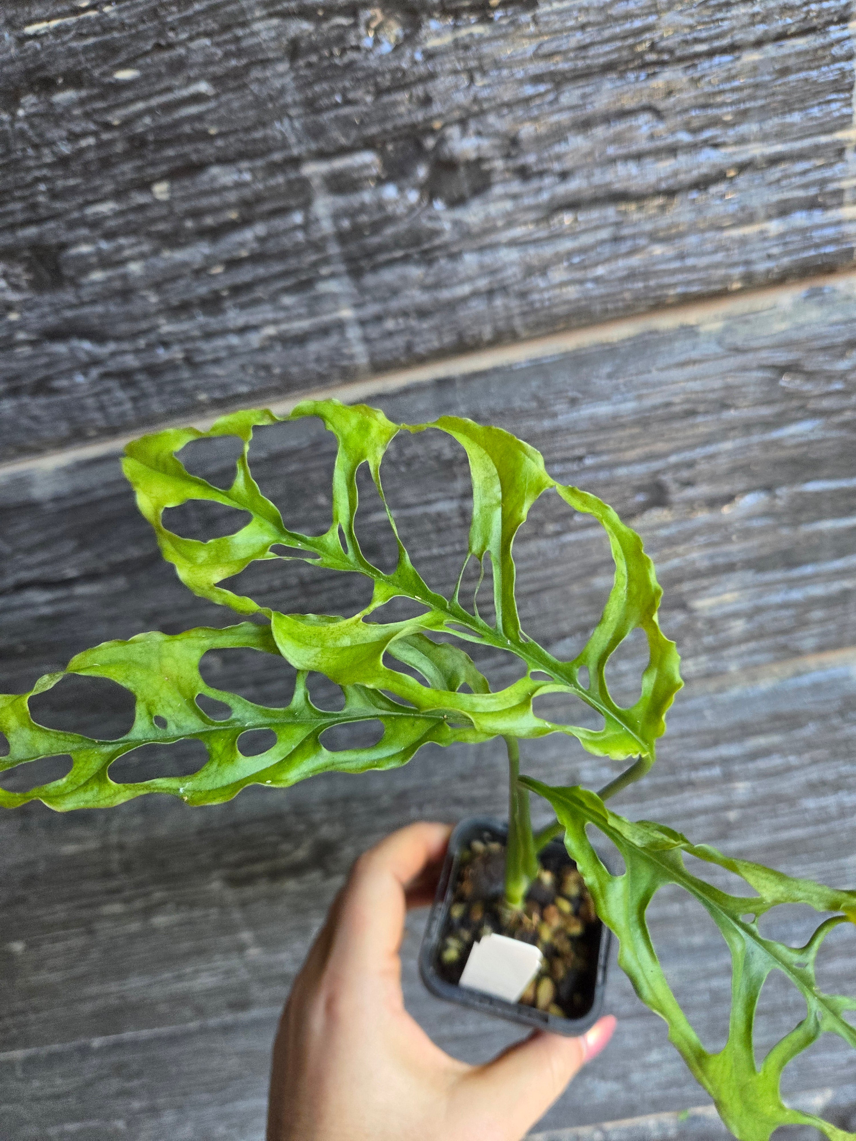 Monstera Obliqua Peru rare indoor plant
