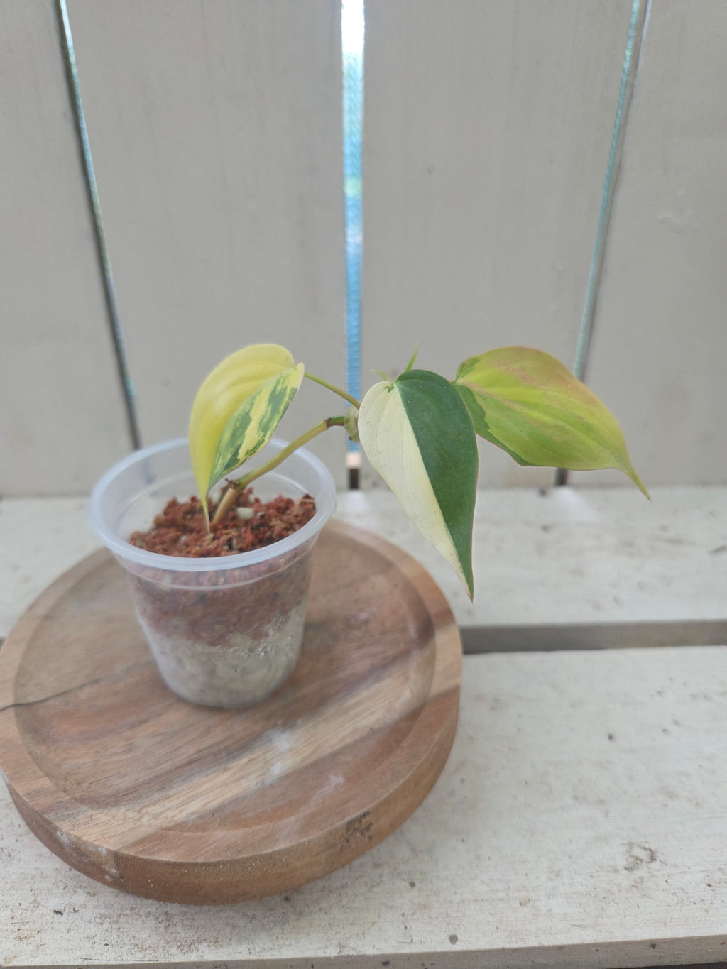 Philodendron hederaceum var. hederaceum aka Variegated Micans Rare indoor plant
