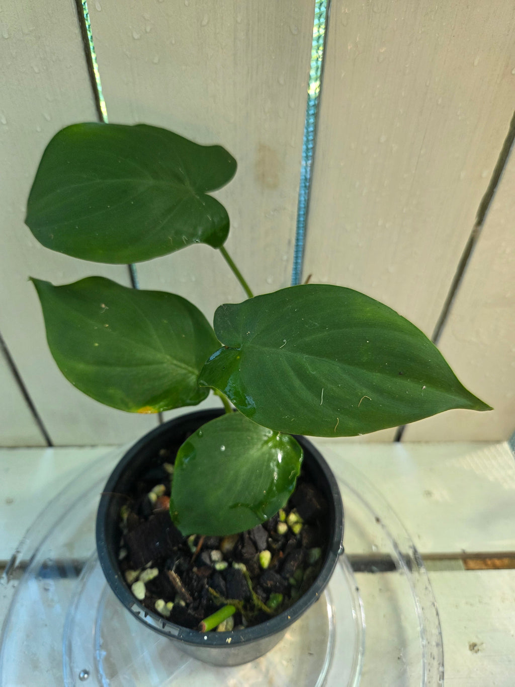 Philodendron Camposportoanum