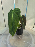 Philodendron Melanochrysum