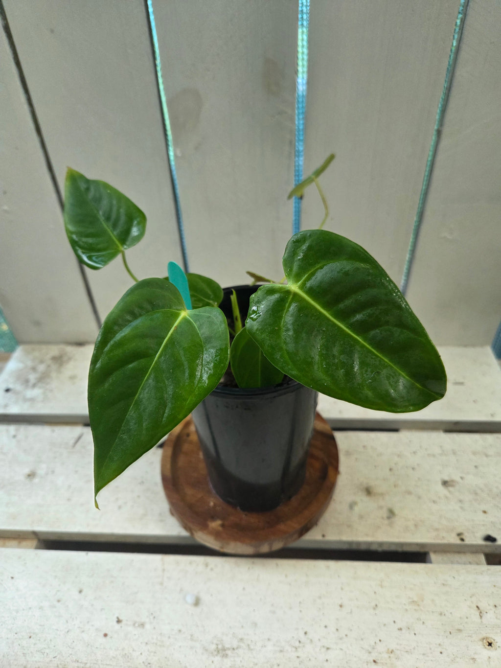 Anthurium Veitchii Narrow x NOID