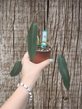 Philodendron spiritus sancti