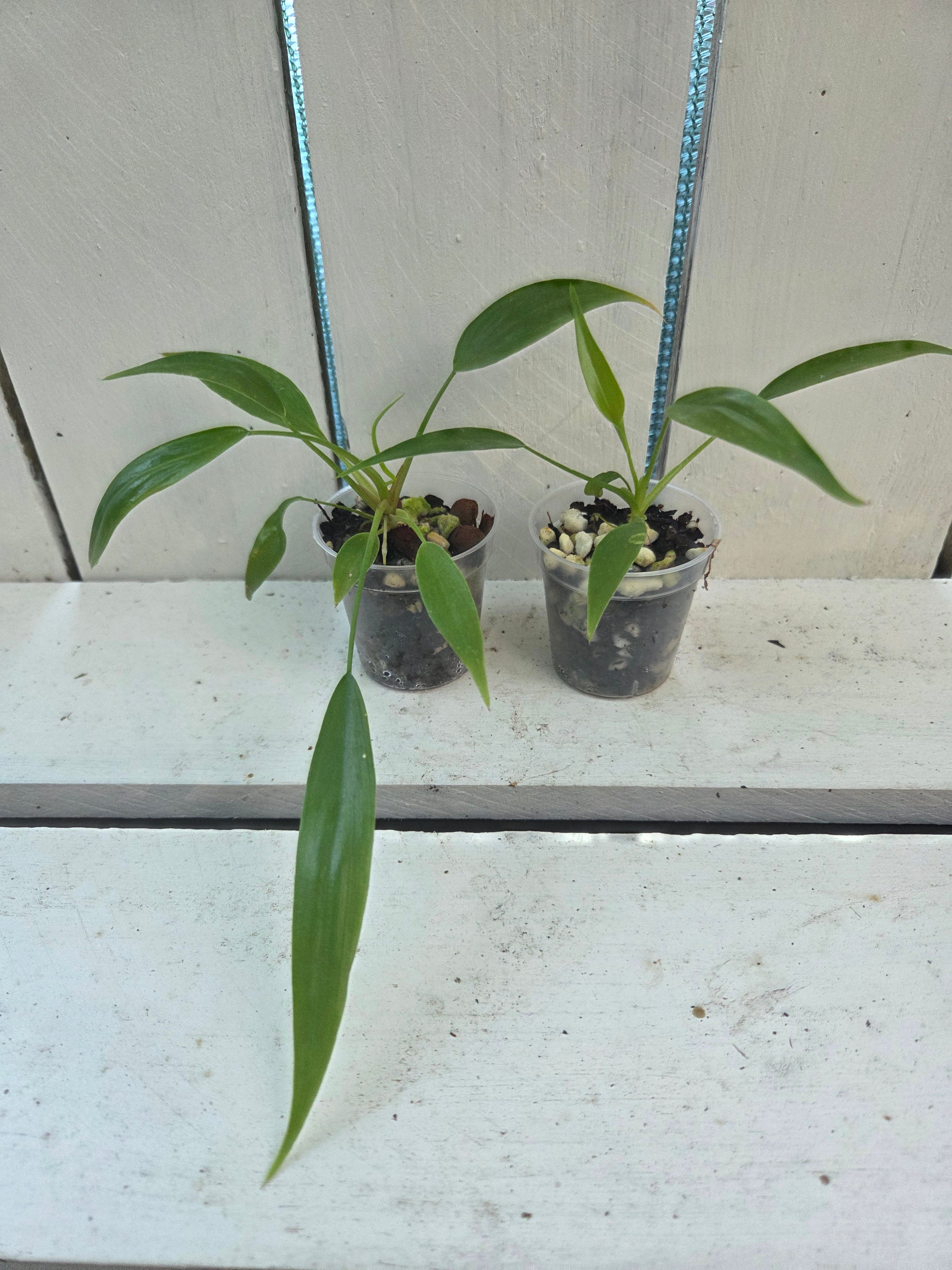 Philodendron holtonianum plantlets 55mm pot RARE TRILOBE climbing aroid