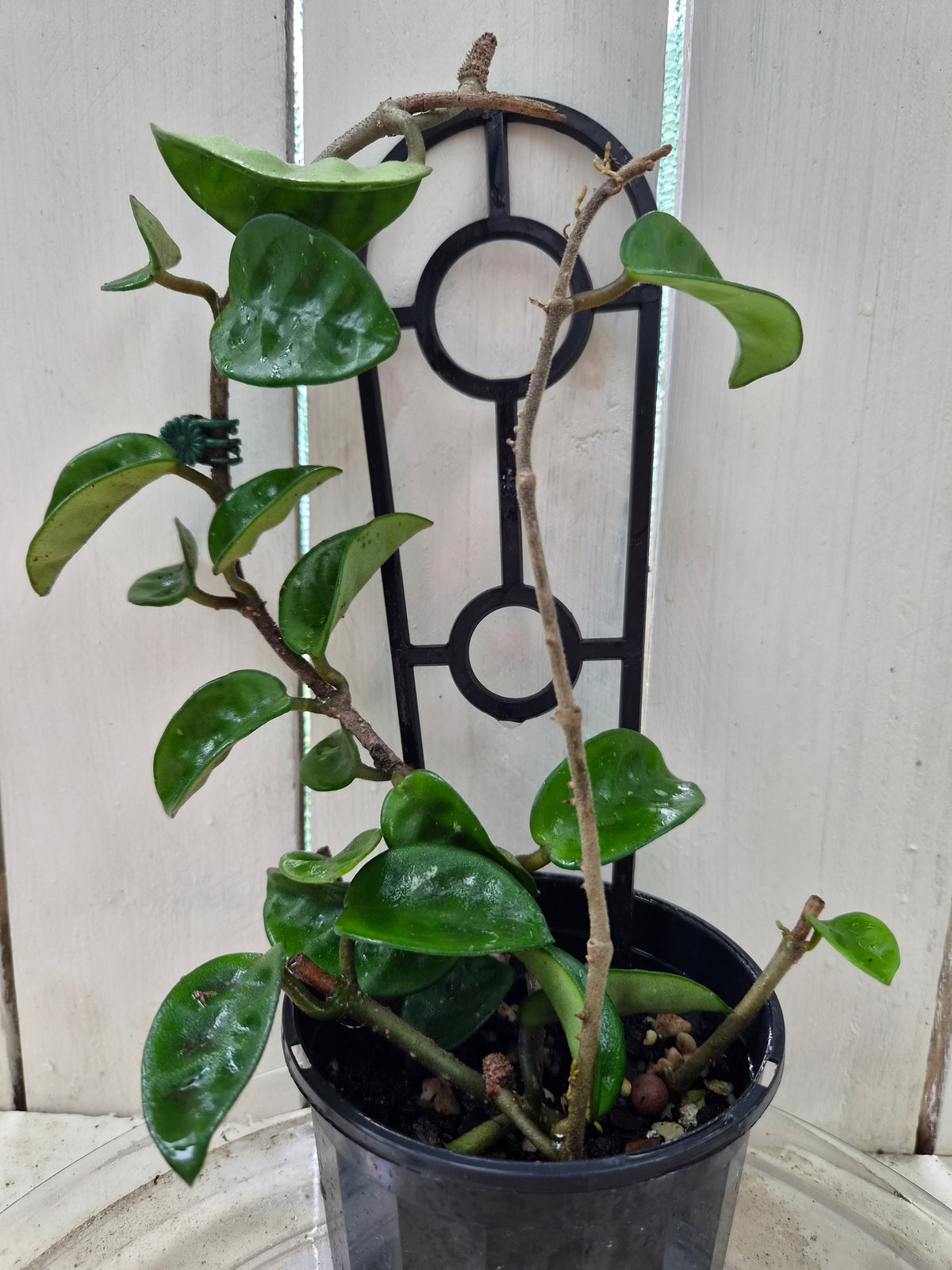 Hoya Compacta Krinkle | Green Thumb Plants