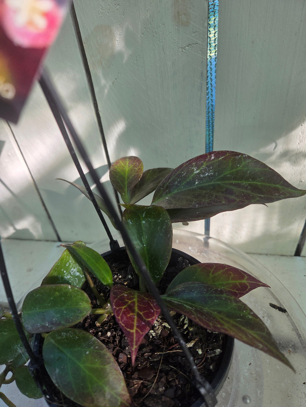Hoya Sunrise sun stressed plant