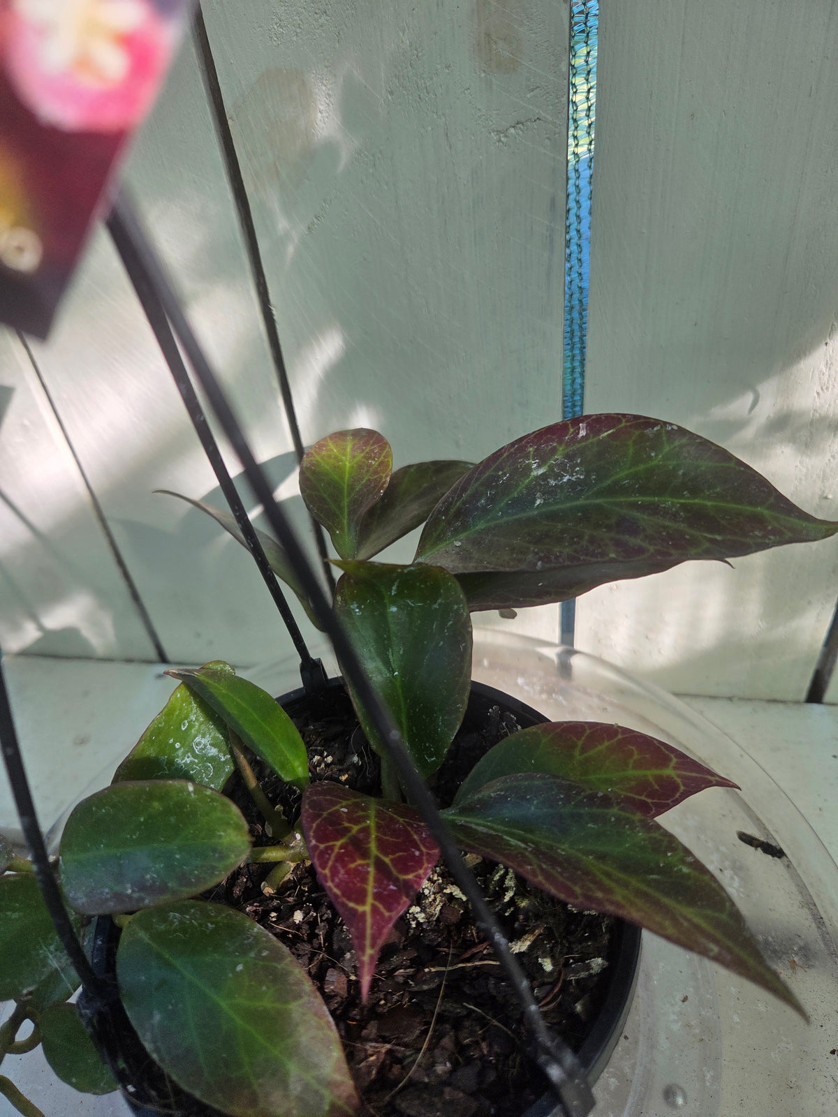 Hoya Sunrise sun stressed plant