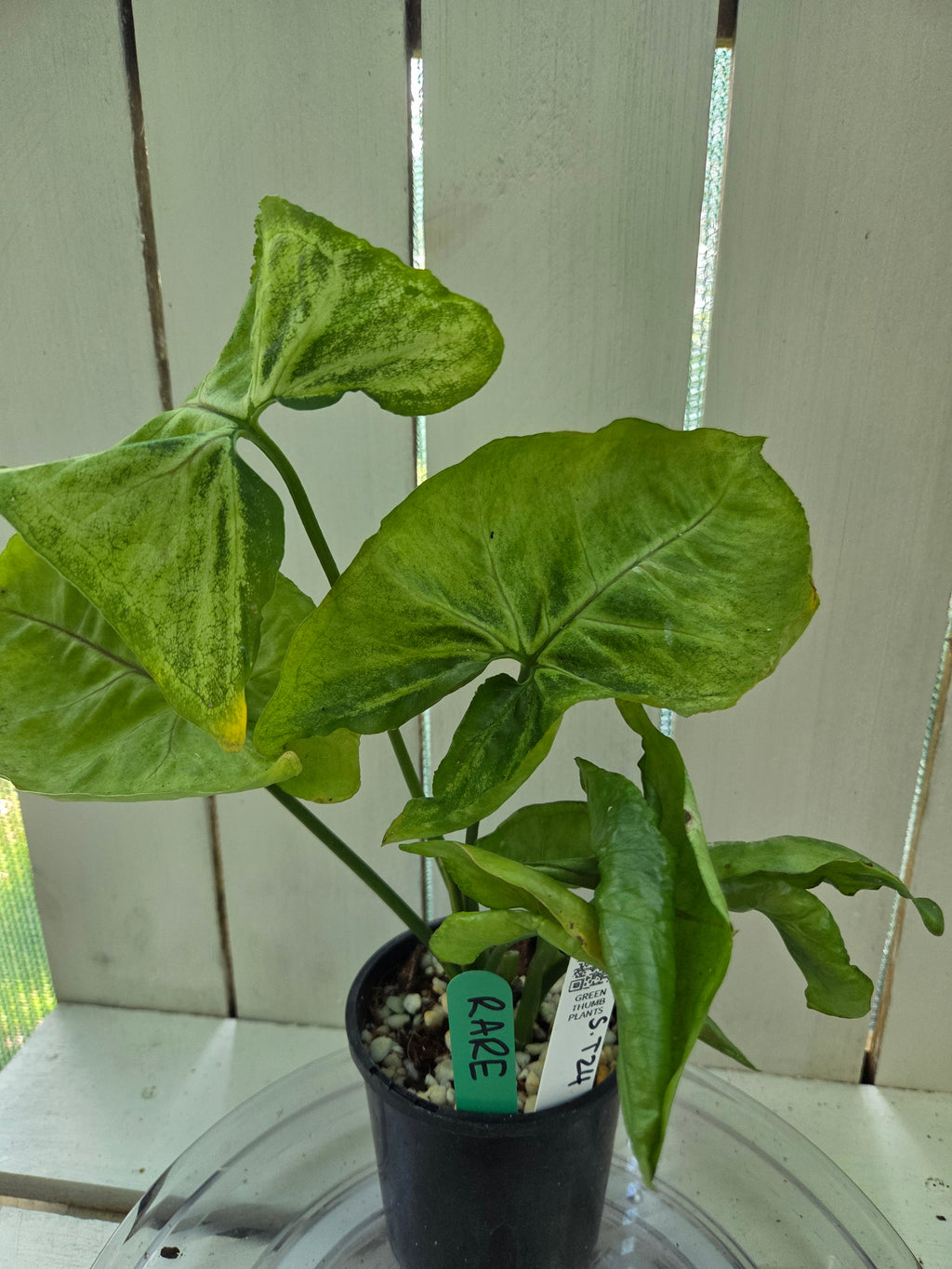 Syngonium T24