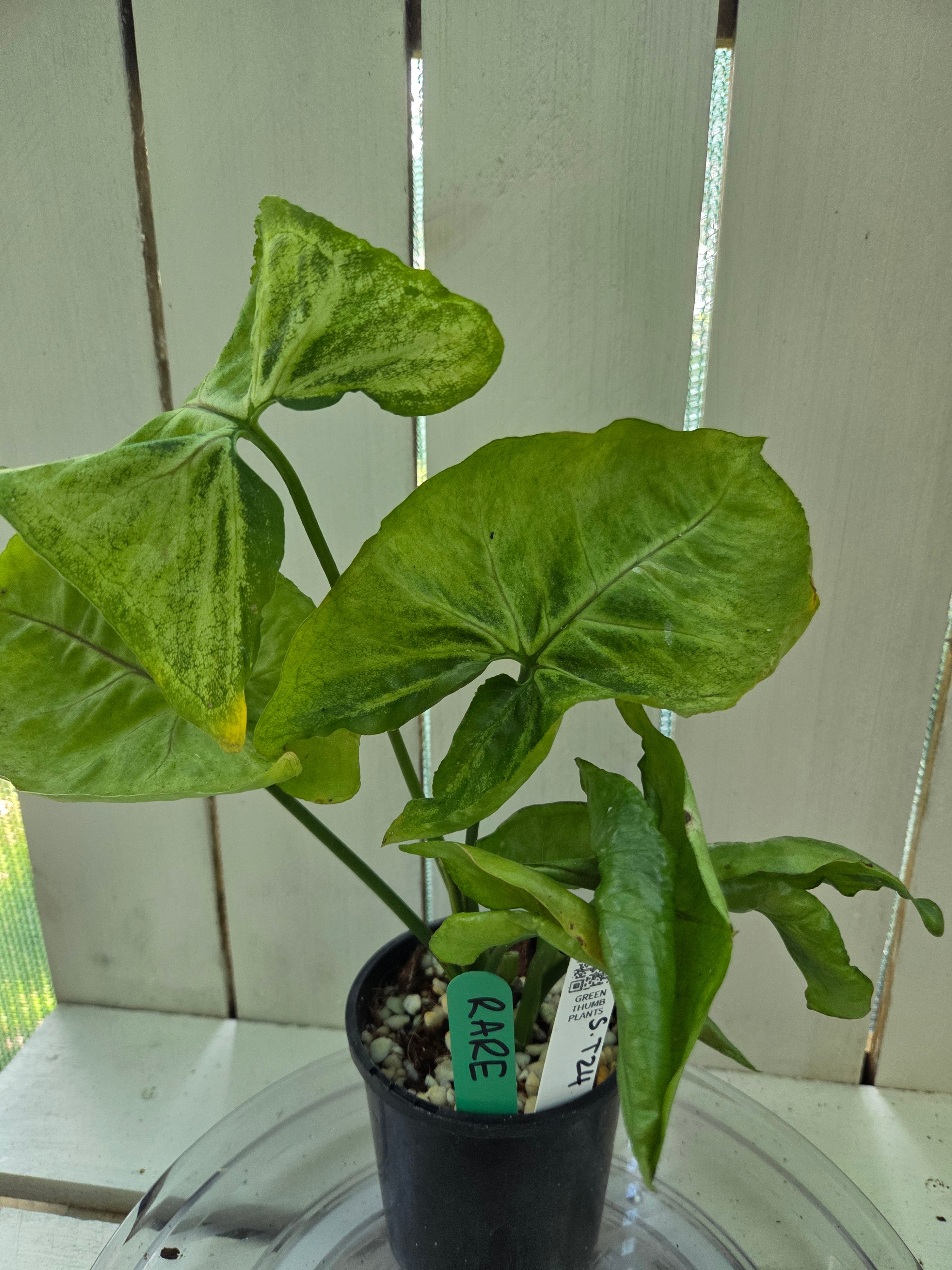 Syngonium T24