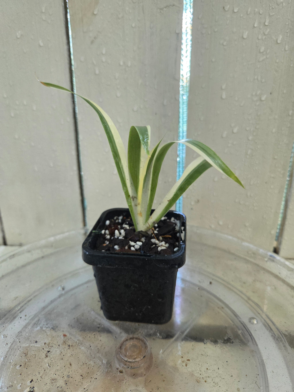 Iris Japonica Variegata 'Walking Iris' Baby Botanics