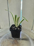 Iris Japonica Variegata 'Walking Iris' Baby Botanics