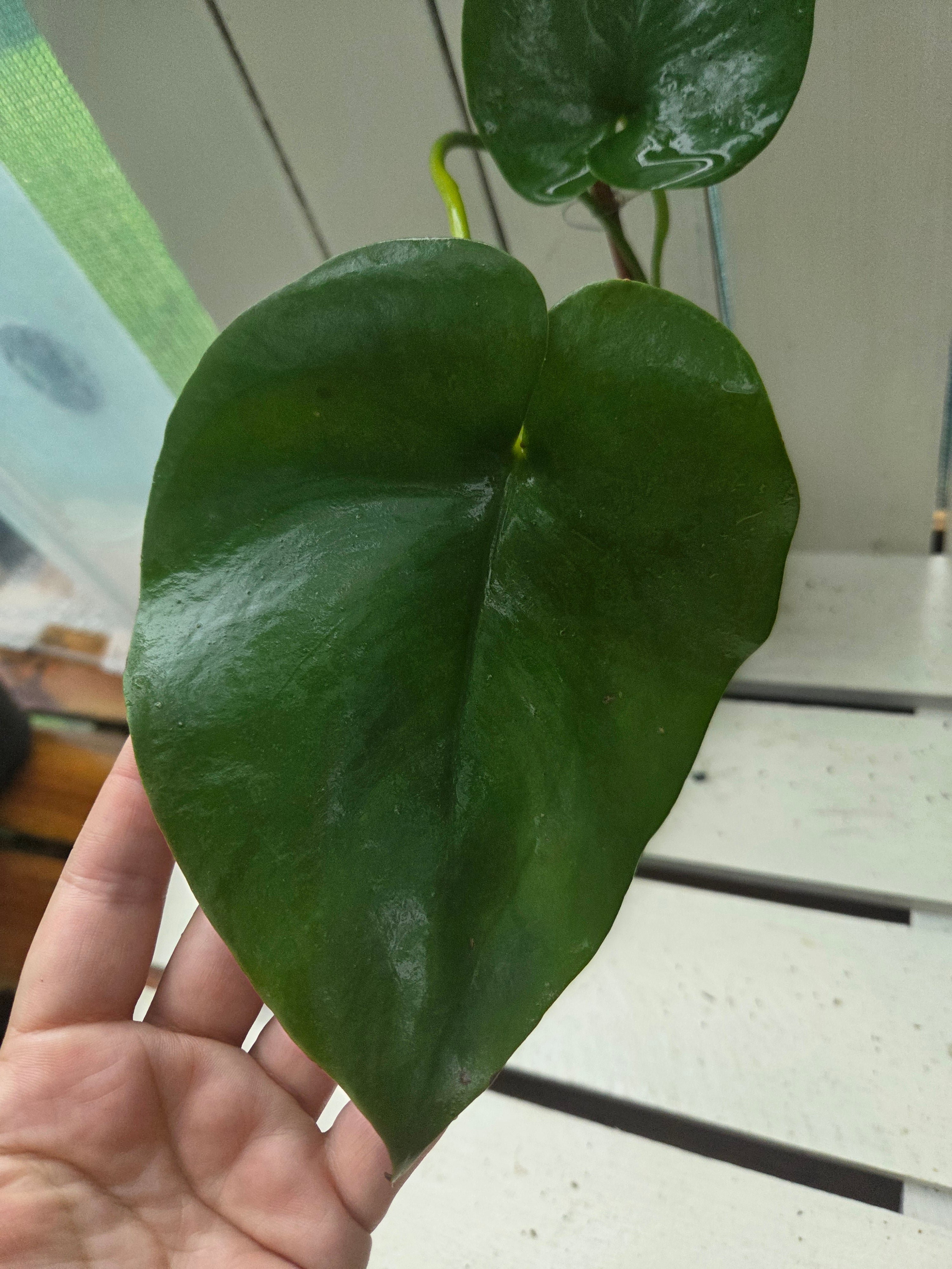 Amydrium Humile- Heart shaped creeping aroid