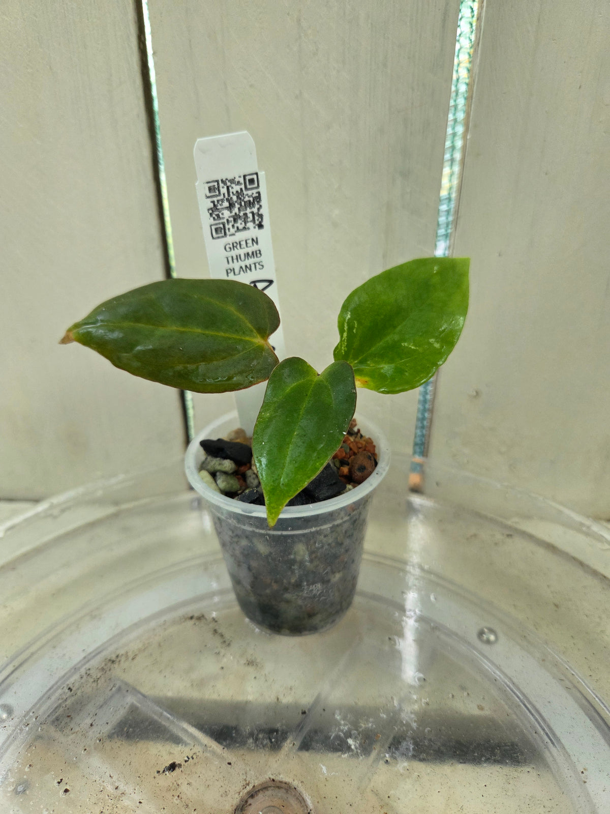 Anthurium Dressleri x Papillilaminum Baby Botanics