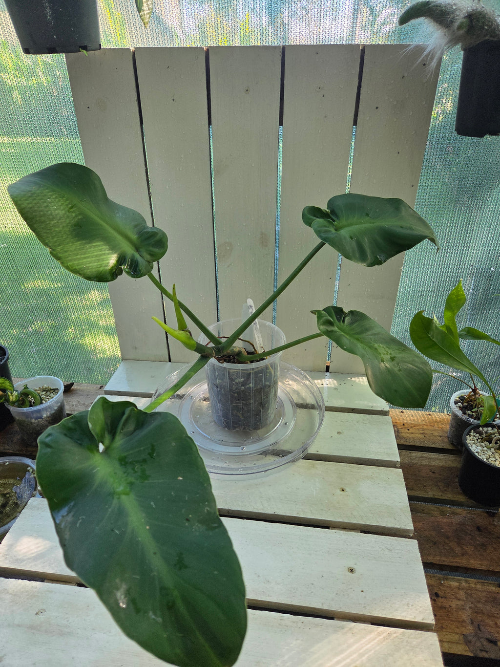 Philodendron Rugosum aberrant form aka Sow Ears
