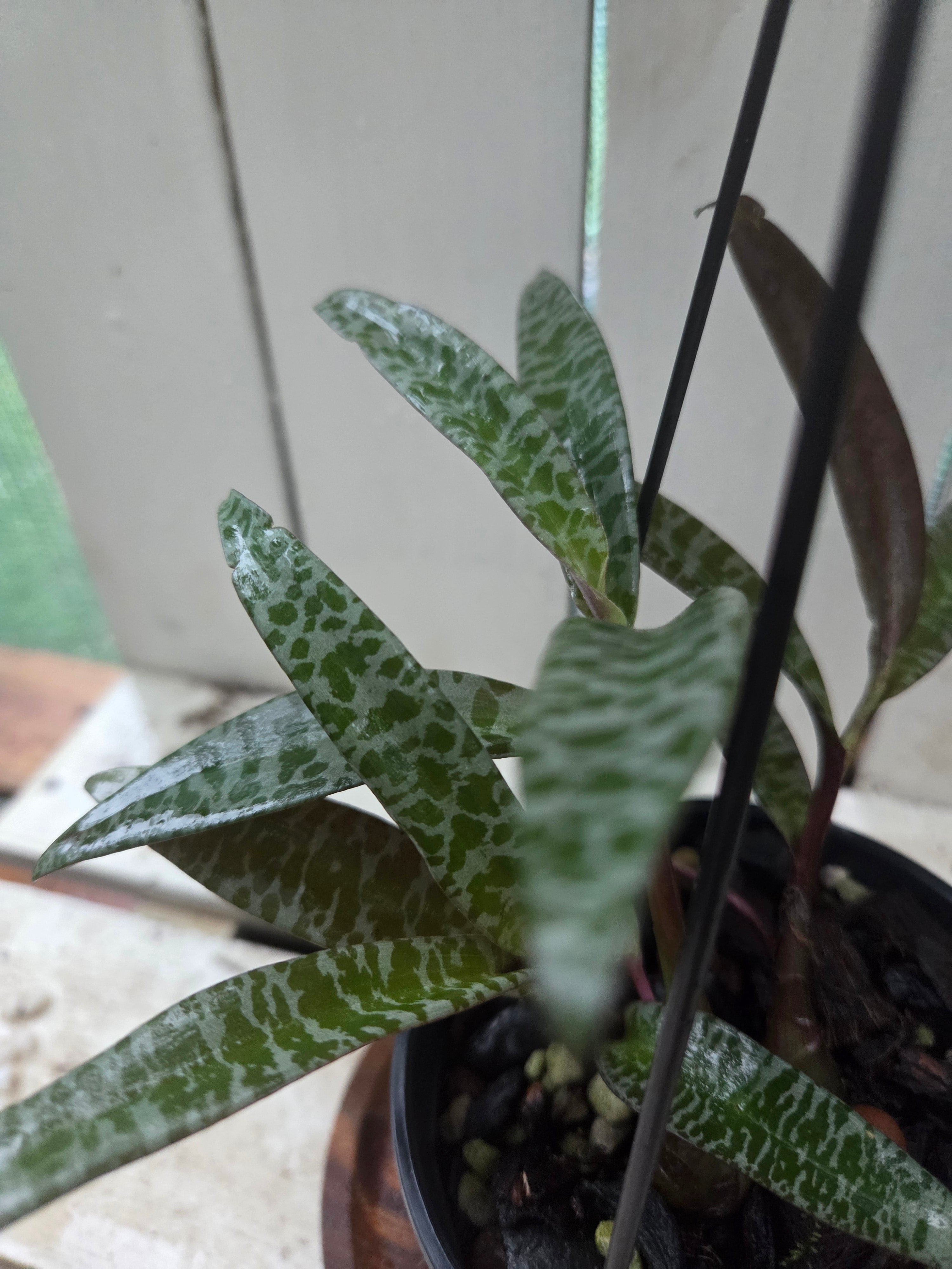 Ledebouria socialis aka Silver Squill