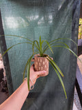 Chlorophytum Green in ceramic pot with handles