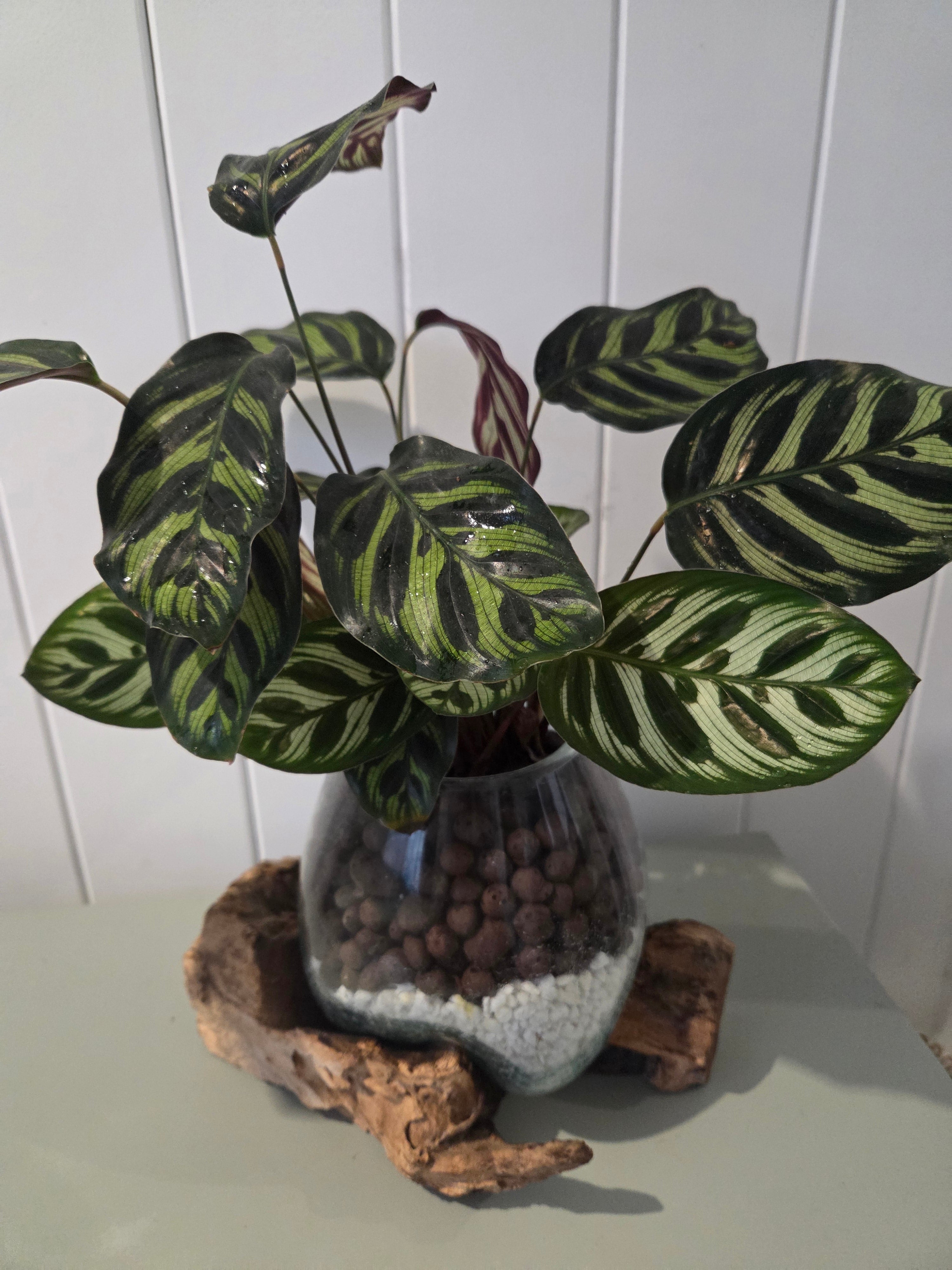 Slumped Glass Bowl on Tree Root Hydroponic Indoor Plant - Calathea